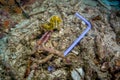 Plastic pollution in Ocean problem. Sea horse lving in a polluted tropical coral reef.