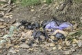 Plastic pollution.Rubbish bags on forest floor.Serious environmental issue. Royalty Free Stock Photo