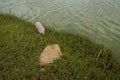 Plastic pollution at the shore of lake