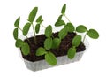 Plastic pot with compost and spring fragile sprouts of marrow vegetables isolated