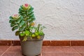 Plastic pot with an exotic plant with purple flowers and round green leaves Royalty Free Stock Photo