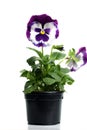 Plastic pots with blue purple pansy