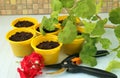 plastic pots with earth, secateurs and geranium branch with flowers. preparation for cutting geraniums