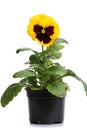 Plastic pots with yellow pansy