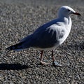 Plastic problem, a gull has a band of plastic around its ankle Royalty Free Stock Photo
