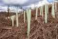 Plastic protective tree guards around newly planted saplings Royalty Free Stock Photo