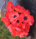 Red poppy has become a symbol of war remembrance