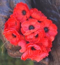 Red poppy has become a symbol of war remembrance Royalty Free Stock Photo