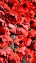 Red poppy has become a symbol of war remembrance