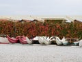 Plastic rowing boats storaged in a row near a hedge Royalty Free Stock Photo