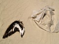 Plastic in the sea and on the beach, the biggest enemy of the birds Royalty Free Stock Photo