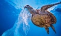 Sea turtle underwater on blue water background