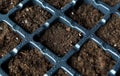 Plastic seedling box growing containers for planting seeds with fertile soil, peat. Preparing to planting seeds. Black tray.