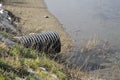 Plastic sewage pipe on a small stream