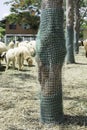 Plastic Sieve Role the Tree Protect the Sheep Royalty Free Stock Photo