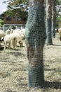 Plastic Sieve Role the Tree Protect the Sheep