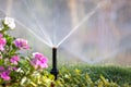 Plastic sprinkler irrigating flower bed on grass lawn with water in summer garden. Watering green vegetation duging dry season for Royalty Free Stock Photo