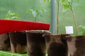 Plastic sprinkling can or funnel watering tomato plant in the greenhouse. Organic home grown tomato plants without vegetables Royalty Free Stock Photo