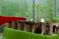 Plastic sprinkling can or funnel watering tomato plant in the greenhouse. Organic home grown tomato plants without vegetables Royalty Free Stock Photo