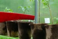 Plastic sprinkling can or funnel watering tomato plant in the greenhouse. Organic home grown tomato plants without vegetables