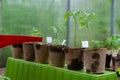 Plastic sprinkling can or funnel watering tomato plant in the greenhouse. Organic home grown tomato plants without vegetables Royalty Free Stock Photo