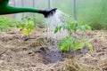 Plastic sprinkling can or funnel watering tomato plant in the greenhouse. Organic home grown tomato plants without vegetables