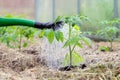 Plastic sprinkling can or funnel watering tomato plant in the greenhouse. Organic home grown tomato plants without vegetables
