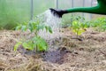 Plastic sprinkling can or funnel watering tomato plant in the greenhouse. Organic home grown tomato plants without vegetables Royalty Free Stock Photo