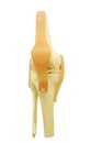 Plastic study model of a knee replacement clipping path. Royalty Free Stock Photo