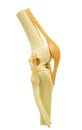 Plastic study model of a knee replacement clipping path. Royalty Free Stock Photo