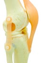 Plastic study model of a knee replacement. Royalty Free Stock Photo