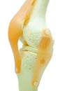Plastic study model of a knee replacement. Royalty Free Stock Photo