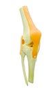 Plastic study model of a knee replacement. Royalty Free Stock Photo