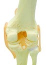 Plastic study model of a knee replacement Royalty Free Stock Photo
