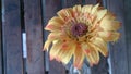 Plastic sun flower wood background