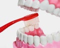 Plastic teeth and gum model and toothbrush Royalty Free Stock Photo