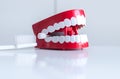 Plastic teeth models with toothbrush and toothpaste Royalty Free Stock Photo