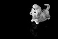 Plastic toy dog on a reflective surface abstract background Royalty Free Stock Photo