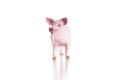 Plastic toy figurine of a pig isolated on a white background. Th Royalty Free Stock Photo