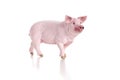 Plastic toy figurine of a pig on a white background. Royalty Free Stock Photo