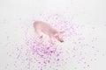 Plastic toy figurine of a pig on a white background. Royalty Free Stock Photo