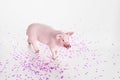 Plastic toy figurine of a pig on a white background. Royalty Free Stock Photo