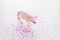 Plastic toy figurine of a pig on a white background. Royalty Free Stock Photo