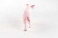 Plastic toy figurine of a pig on a white background. Royalty Free Stock Photo