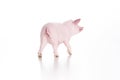 Plastic toy figurine of a pig on a white background Royalty Free Stock Photo