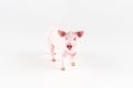 Plastic toy figurine of a pig on a white background. Royalty Free Stock Photo