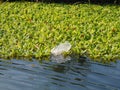 plastic trash that disturbs the view on the river Royalty Free Stock Photo