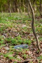 Plastic trash in the forest. Tucked nature. Plastic container lying in the grass Royalty Free Stock Photo