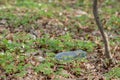 Plastic trash in the forest. Tucked nature. Plastic container lying in the grass Royalty Free Stock Photo