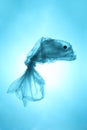 Plastic trash in the sea. Pollution of the world ocean waste. Silhouette of fish from a used plastic bag